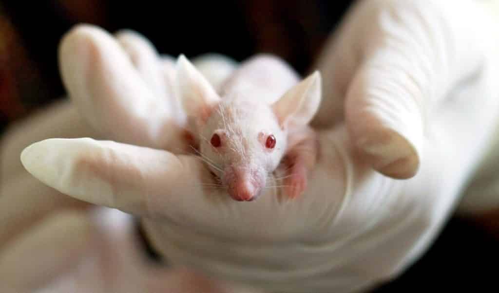humanizowane myszy